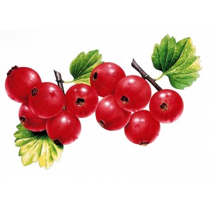  Johannisbeere
