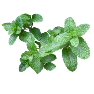 Liquid Natural Fresh Mint 0mg